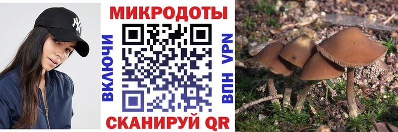 OMG ссылки  даркнет сайт  Каргополь  Псилоцибиновые грибы Psilocybe 